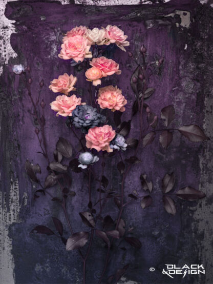 Digital fotokonst på rosa minirosor mot en mörk färgskala i lila toner. Bilden visar beskärningen "50x70 och "70x100" format