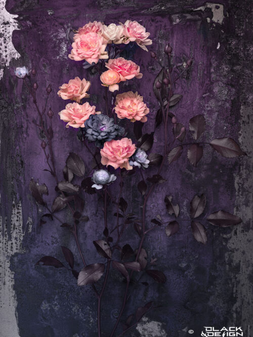 Digital fotokonst på rosa minirosor mot en mörk färgskala i lila toner