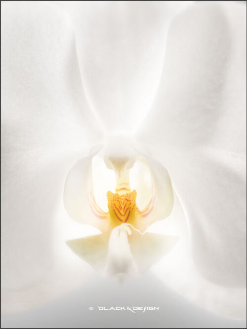 Foto på en vit orkidé inzoomad. 30x40 proportion.