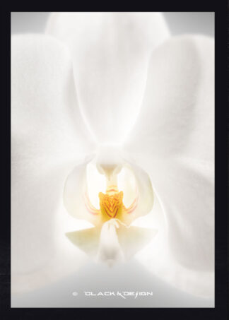 Foto på en vit orkidé inzoomad.