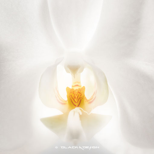 Foto på en vit orkidé inzoomad. Kvadratiskt format.