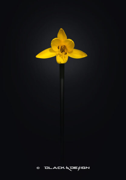 fotokonst av en gul blomma mot svart bakgrund.