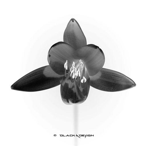 foto-svartvitt-vit-blomma_kvadratiskt-format_inverterad_black-and-design