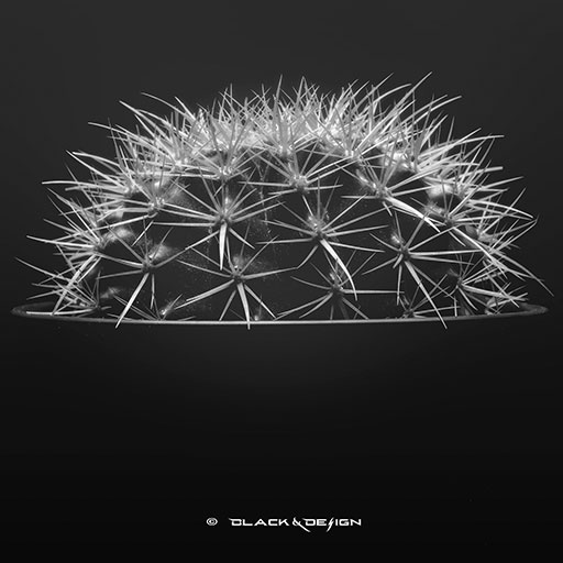 thumbnail. kaktus-kvadratiskt-format-svartvitt-black-and-design