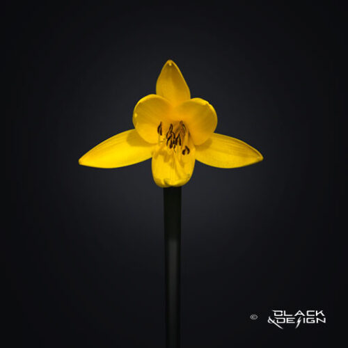 Foto på gul lilja i kvadratiskt format