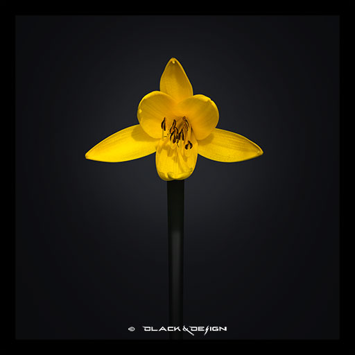 Bildlänk till kategorin "Blommor" på Black & Design