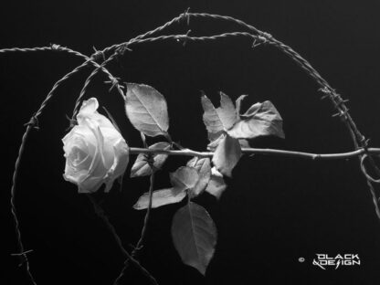Svartvitt foto på "Vit ros med taggtråd" i 40x30 proportion.
