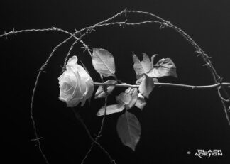 Svartvitt foto på ros med taggtråd i 70x50 proportion.