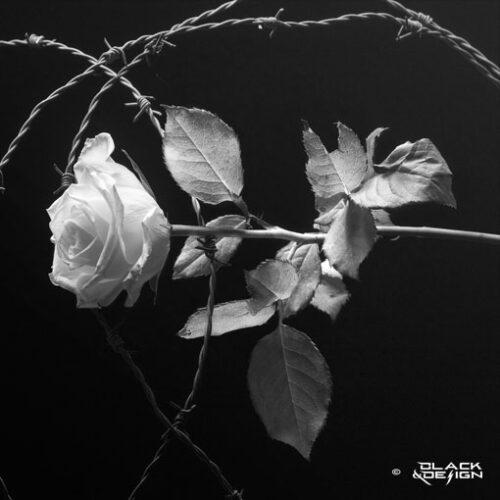Vit ros med taggtråd i svartvitt.