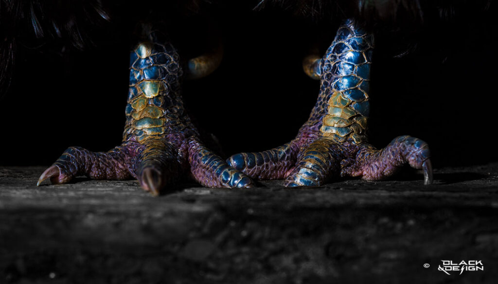 "Tuppfötter som en dinosaur" - ett foto på ett par tuppfötter i närbild av Garip Jensen
