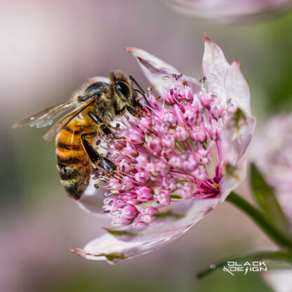 Buzzy-buzzy är ett foto på en geting som sitter i en blomma och alltså är väldigt upptagen.