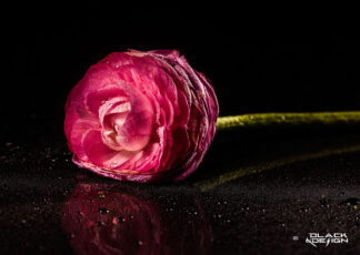 Call me Ranunkel är ett foto på en blöt rosa Ranunkel-blomma mot svart bakgrund
