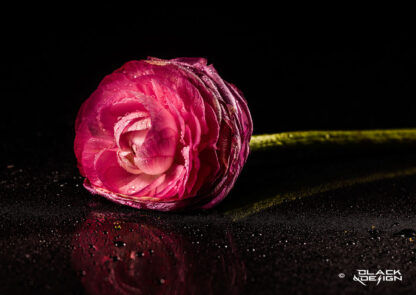 Call me Ranunkel är ett foto på en blöt rosa Ranunkel-blomma mot svart bakgrund