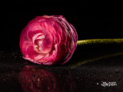 Call me Ranunkel är ett foto på en blöt rosa Ranunkel-blomma mot svart bakgrund i "40x30 format"