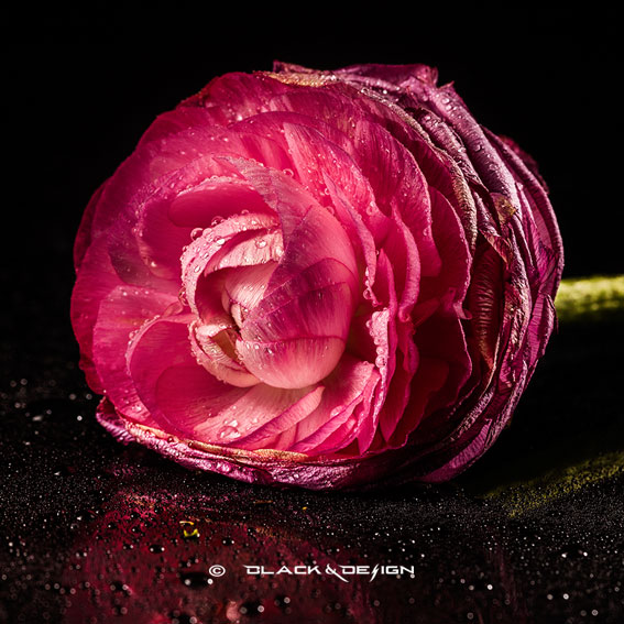Call me Ranunkel är ett foto på en blöt rosa Ranunkel-blomma mot svart bakgrund i kvadratiskt format