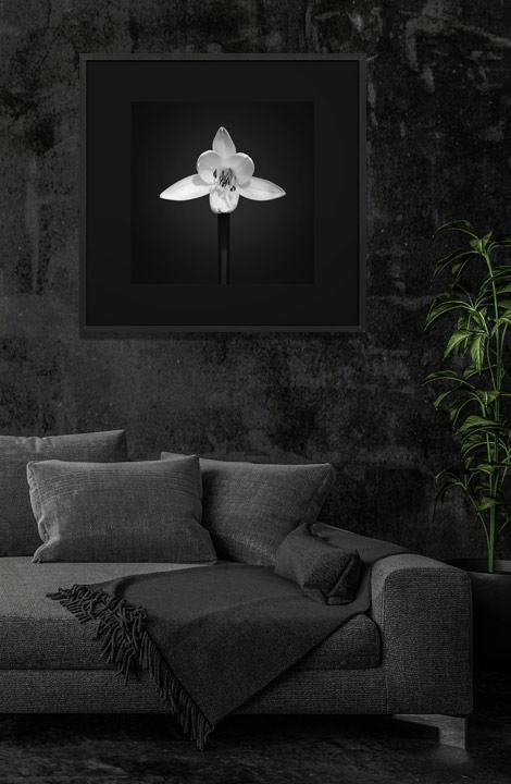 Fotokonst ur kategorin "Dark" på Black & Design - visar en gul lilja i svartvitt