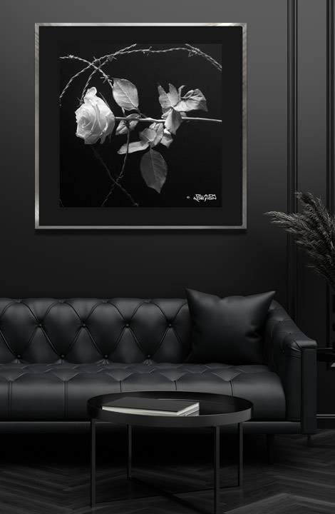 Foto-konst på vit ros med taggtråd ur kategorin "Darker" på Black & Design