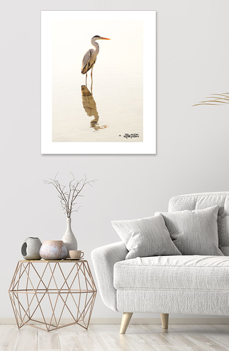 inspiration om ljus foto-konst på Black & Design. Häger från Kuramathi i Maldiverna