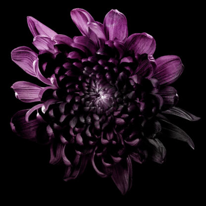 Blackened Dahlia - Nocturne Bloom. Fine art print i toppklass på Black & Design