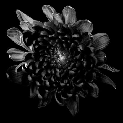 Blackened Dahlia. Fine art print i toppklass på Black & Design